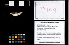 Foto (Objekt + Etikett) von Pithonoton marginatum (von Meyer, 1842)  (NHMW-GEO-2014-0194-0709)